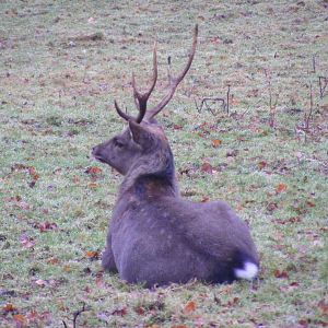 Sika deer at Dartmoor Zoo, 30 December 2010