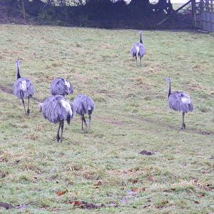 Greater rheas at Dartmoor Zoo, 30 December 2010