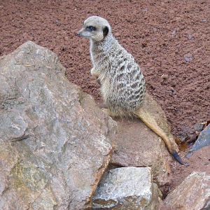 Meerkat at Dartmoor Zoo, 30 December 2010