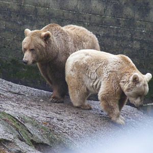 Hayley the European brown bear and Fudge the Syrian bear at Dartmoor Zoo, 3