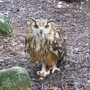 Bengal eagle owl at Dartmoor Zoo, 30 December 2010