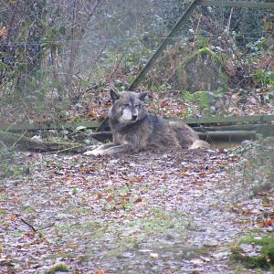 Grey wolf at Dartmoor Zoo, 30 December 2010