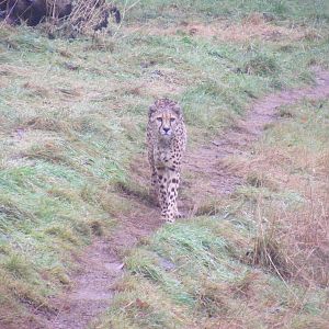 Sita the cheetah at Dartmoor Zoo, 30 December 2010