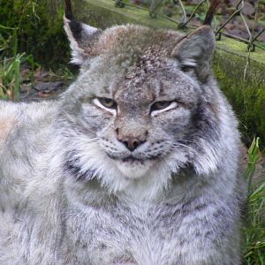 Kiruna the Siberian lynx at Dartmoor Zoo, 30 December 2010