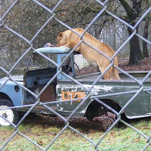 Josie the African lion at Dartmoor Zoo, 30 December 2010