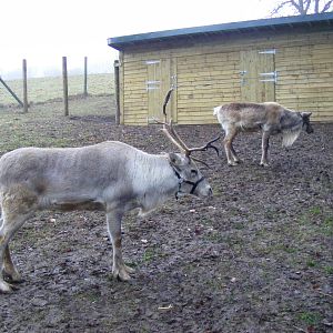 Reindeers at Dartmoor Zoo, 30 December 2010