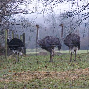 Ostriches at Dartmoor Zoo, 30 December 2010