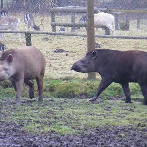 Brazilian tapirs (with fallow deer behind) at Dartmoor Zoo, 30 December 201