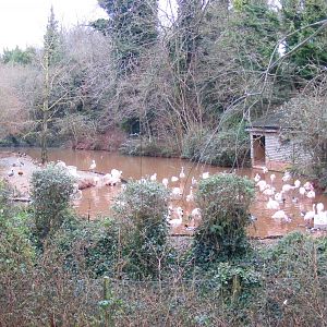 Chilean flamingoes at Paignton Zoo, 31 December 2010