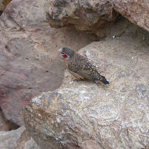 Cut-throat finch at Paignton Zoo, 31 December 2010