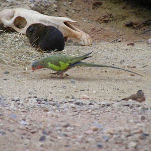 Princess of Wales parakeet at Paignton Zoo, 31 December 2010