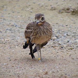 Stone curlew at Paignton Zoo, 31 December 2010