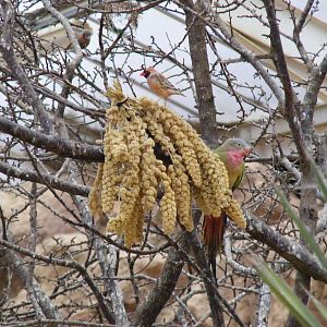 Red-billed quelea and Princess of Wales parakeet at Paignton Zoo, 31 Decemb