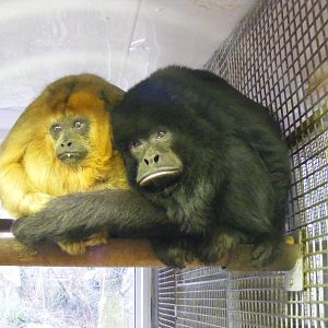 Howler monkeys at Paignton Zoo, 31 December 2010