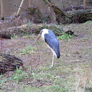 Marabou stork at Paignton Zoo, 31 December 2010