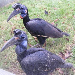 Mo and Dax the Abyssinian ground hornbills at Paignton Zoo, 31 December 201