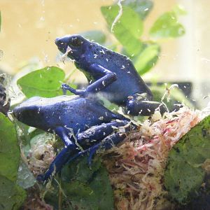 Blue poison dart frogs at Paignton Zoo, 31 December 2010