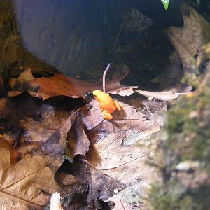 Golden mantella at Paignton Zoo, 31 December 2010