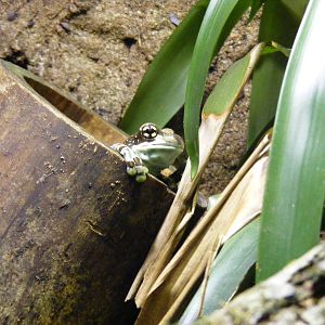 Amazon milk frog at Paignton Zoo, 31 December 2010