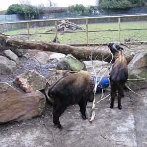 Arnold and Adrian the mishmi takins at Paignton Zoo, 31 December 2010