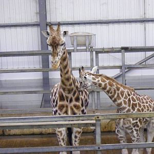 Janica and Tonda the Rothschild giraffes at Paignton Zoo, 31 December 2010