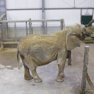 Duchess the African elephant at Paignton Zoo, 31 December 2010