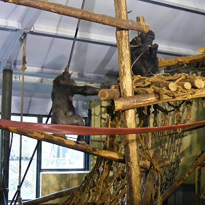 Gorillas at Paignton Zoo, 31 December 2010