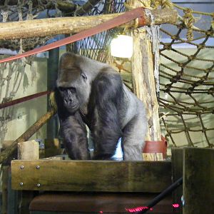 Pertinax the gorilla at Paignton Zoo, 31 December 2010