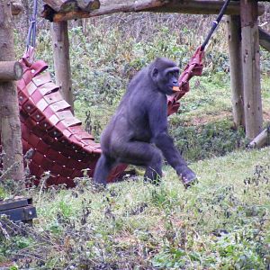 Gorilla at Paignton Zoo, 31 December 2010