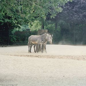 Cologne Zoo 1999 - Grevy Zebra
