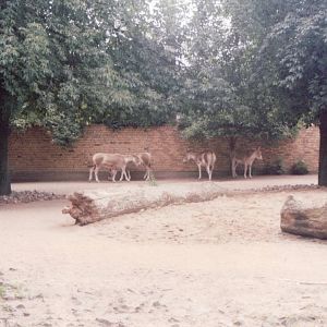 Cologne Zoo 1999 - Persian Onager exhibit