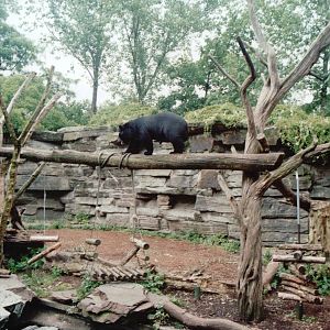 Cologne Zoo 1999 - Asiatic Black Bear exhibit