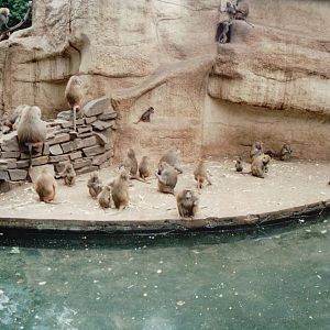 Cologne Zoo 1999 - Hamadryas Baboon exhibit