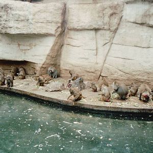 Cologne Zoo 1999 - Hamadryas Baboon exhibit