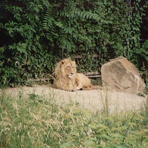Cologne Zoo 1999 - Asiatic Lion male