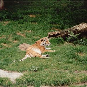 Cologne Zoo 1999 - Amur Tiger