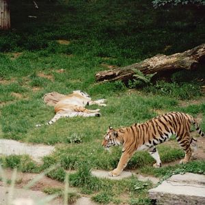 Cologne Zoo 1999 - Amur Tigers