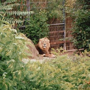 Cologne Zoo 2002 - Asiatic Lion male