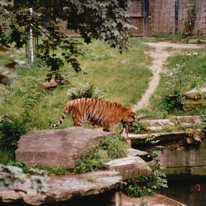Cologne Zoo 2002 - Amur Tiger