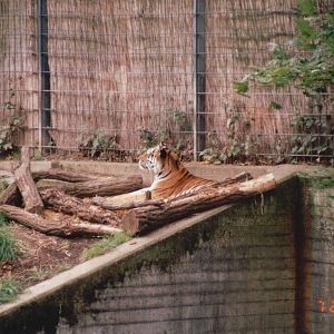Cologne Zoo 2002 - Amur Tiger