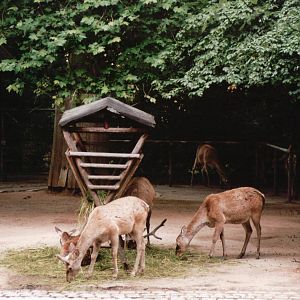 Cologne Zoo 2002 - Bactrian Wapiti