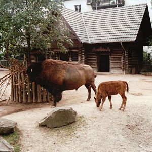 Cologne Zoo 2002 - American Bison exhibit