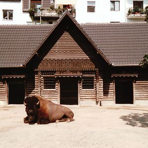 Cologne Zoo 2002 - American Bison exhibit