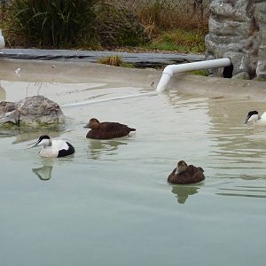 Eiders in the penguin pool