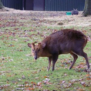 Muntjac