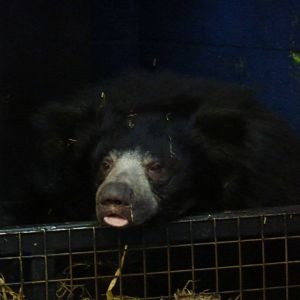 Sloth Bear