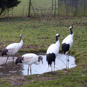 Red-crowned Cranes