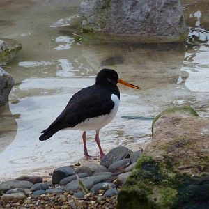Oystercatcher