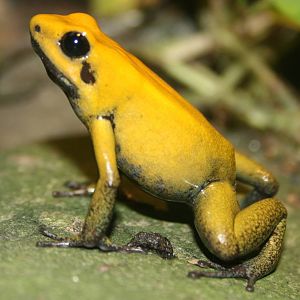 Bi-coloured poison arrow frog: London Zoo; 1st January 2011