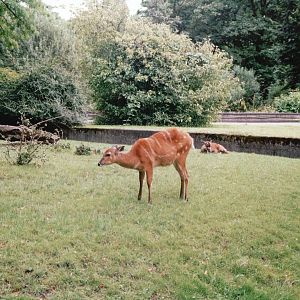 Cologne Zoo 2002 - Sitatunga exhibit